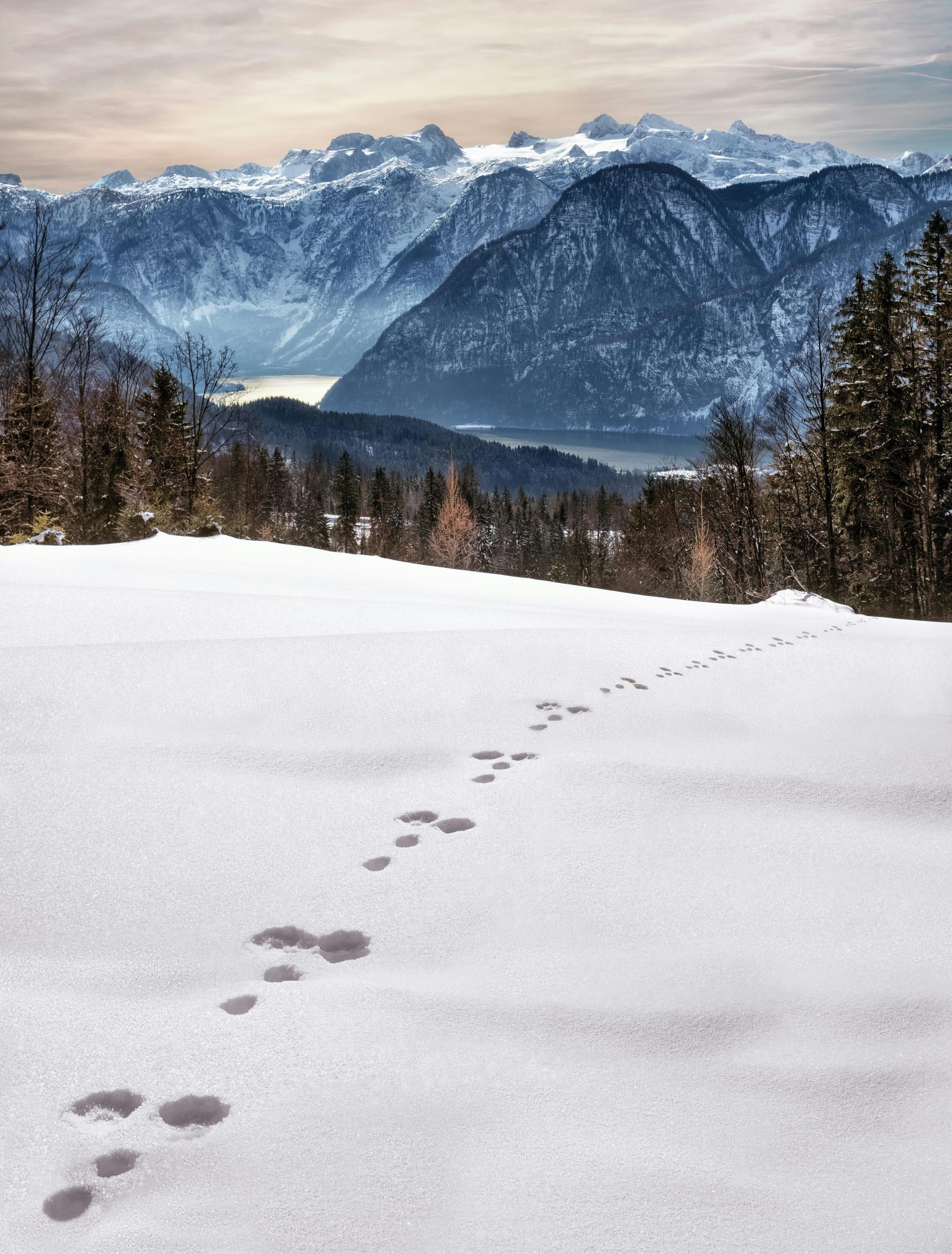 Scenic view of snowy footprints leading to majestic mountains in Oberösterreich, Austria.