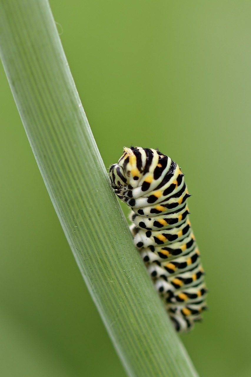 caterpillar, dovetail, butterfly, garden, summer, nature, caterpillar, butterfly, butterfly, butterfly, butterfly, butterfly, summer, summer