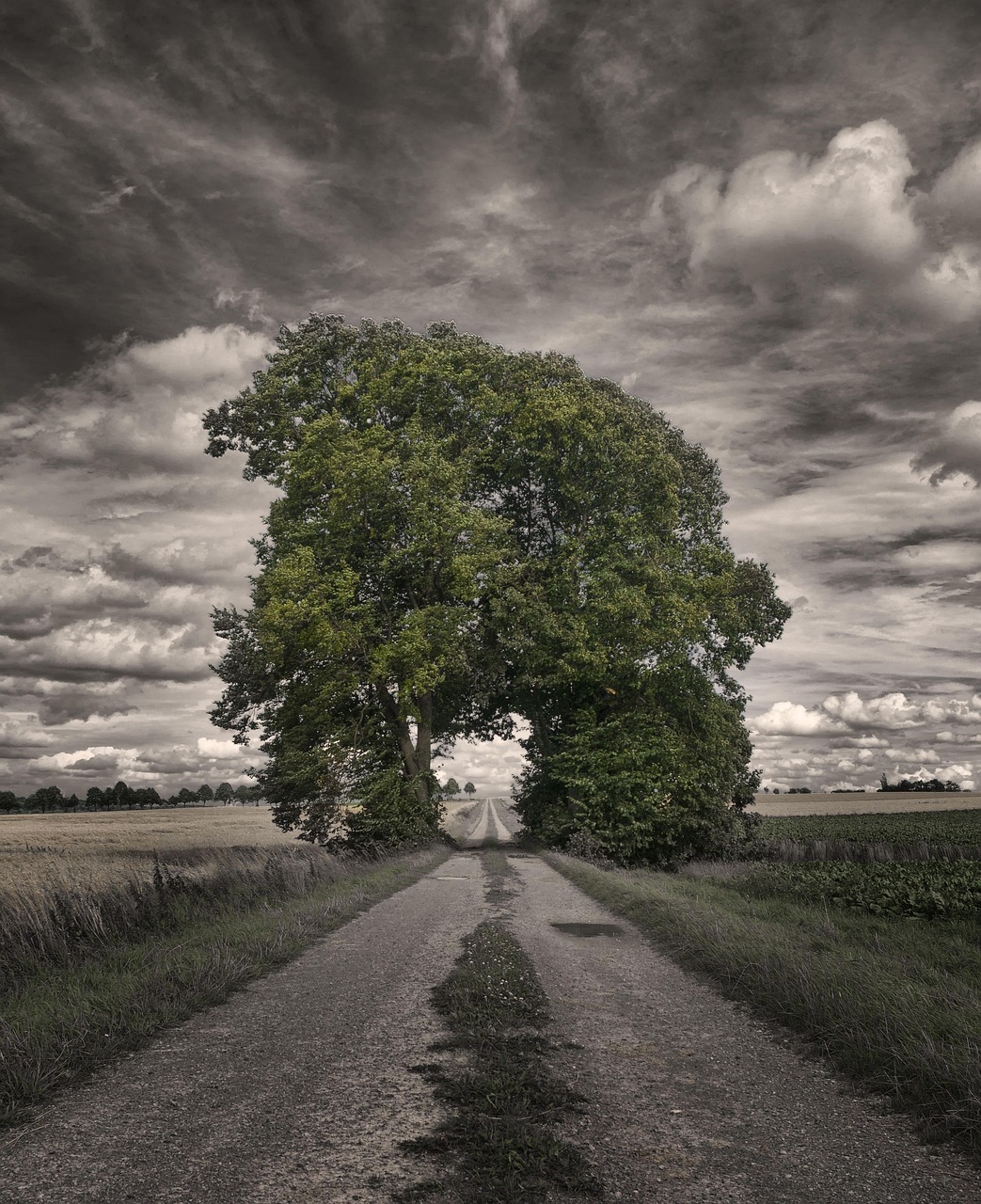 grove of trees, away, tree, goal, nature, mood, landscape, dramatic, iphone wallpaper, gray landscape, gray tree, gray wallpaper, gray iphone